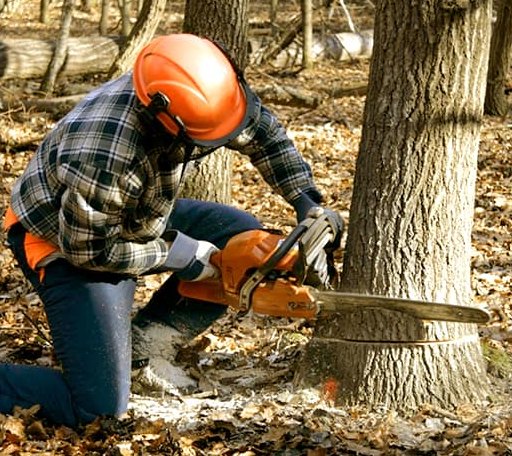 Tree Removal in Clifton, TX